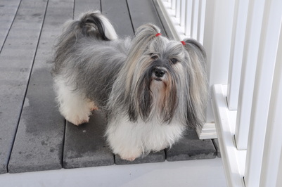 What is a Havanese puppy cut?
